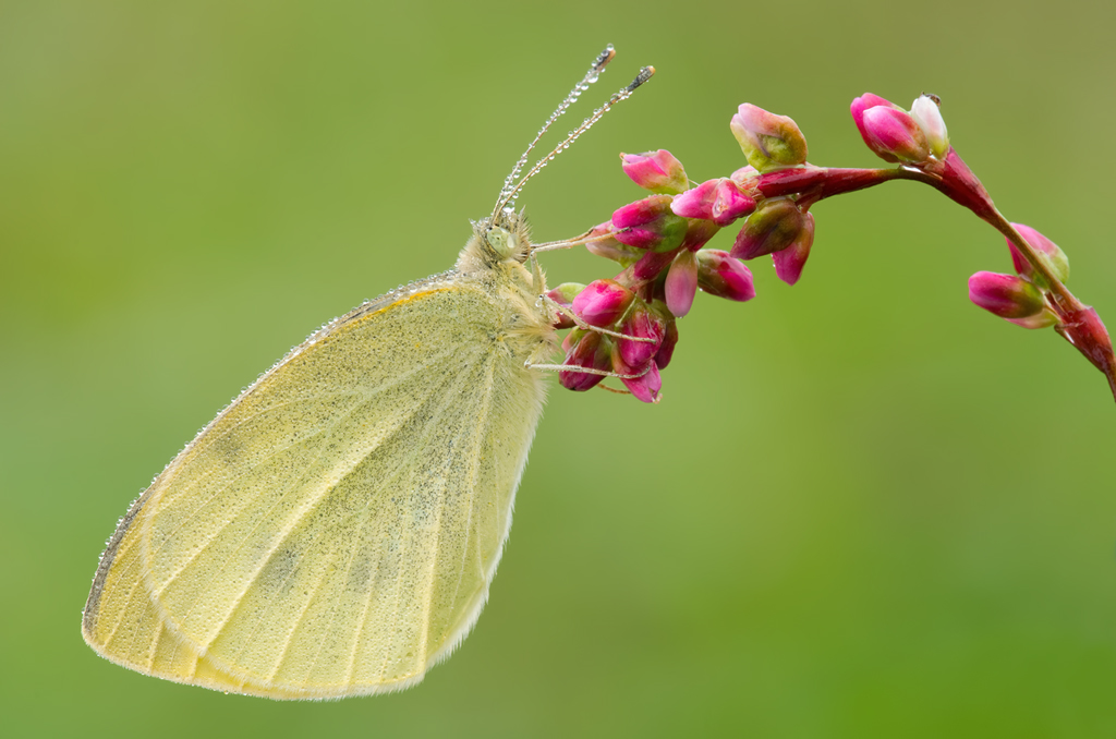 Pieris d'ottobre...