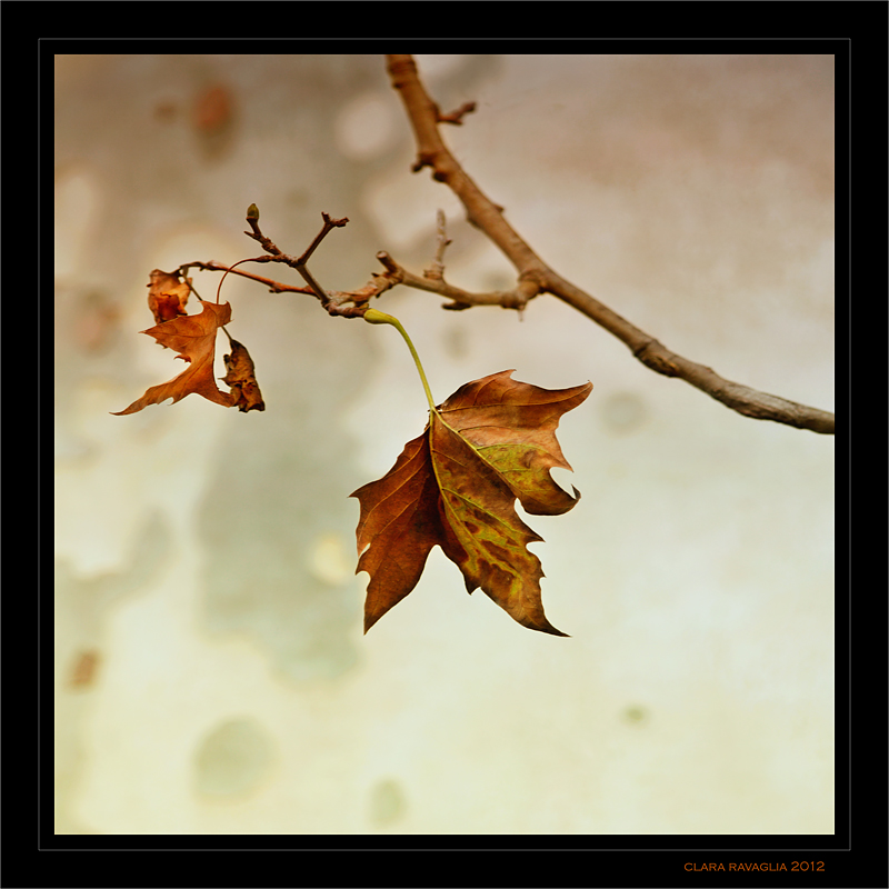 The Beauty of Fall...