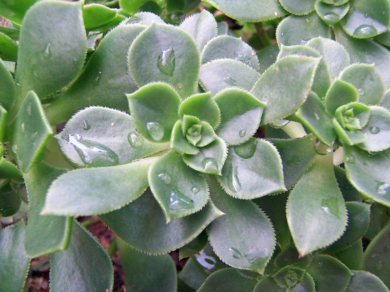 ..Umidit� Mattutina..