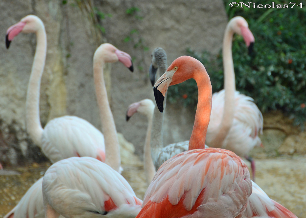 Fenicotteri Rosa