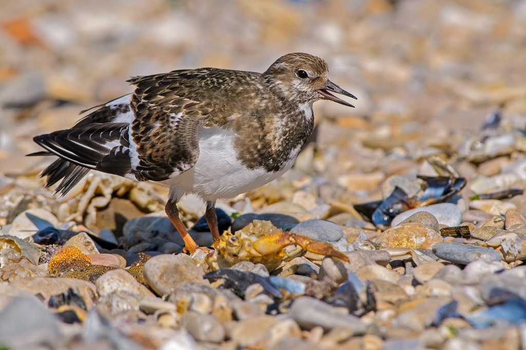 VOLTAPIETRE (Arenaria interpres)