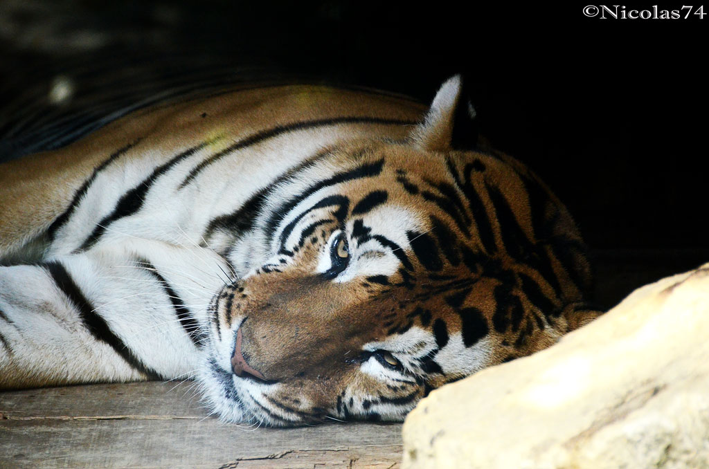 Tigre allo Zoo