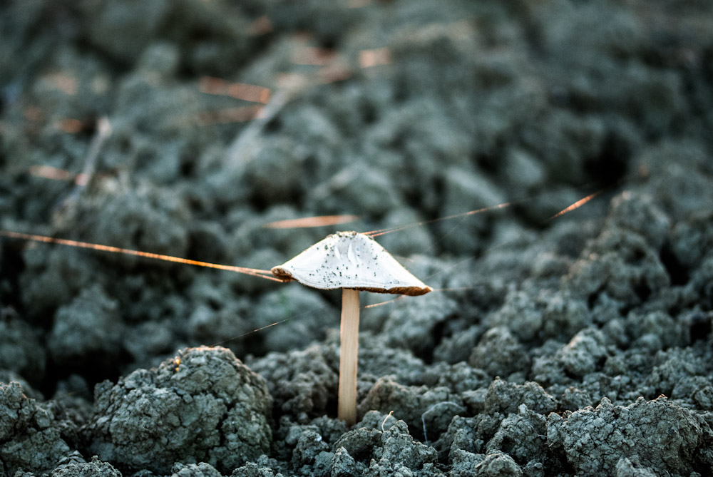 Trappola del tramonto