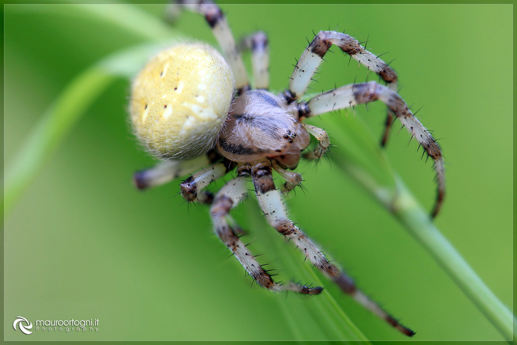 Araneae