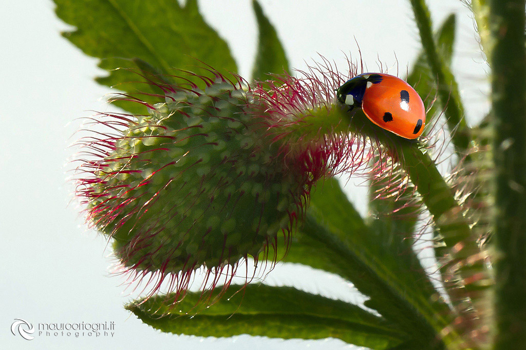 Ladybug 3