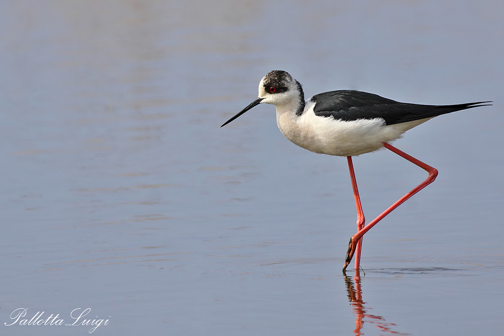 Cavaliere D'italia (Himantopus himantopus)