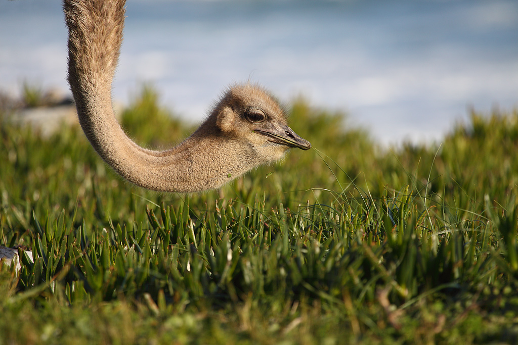 Struzzo a Capo di Buona Speranza