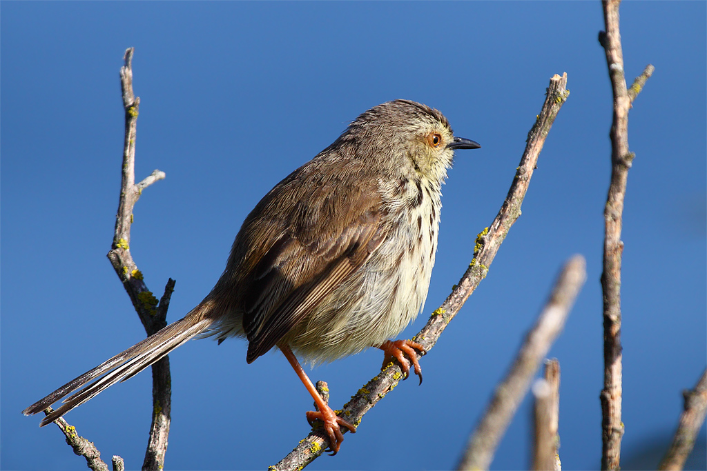 Karoo Prinia, Prinia maculosa