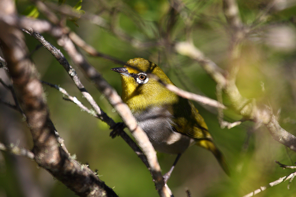Mountain White-eye (Zosterops montanus)??? Mountain White-eye (Zosterops montanus)???