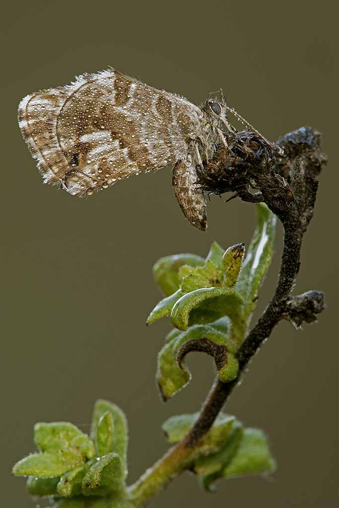 Cacyreus Marshalli   (femmina)