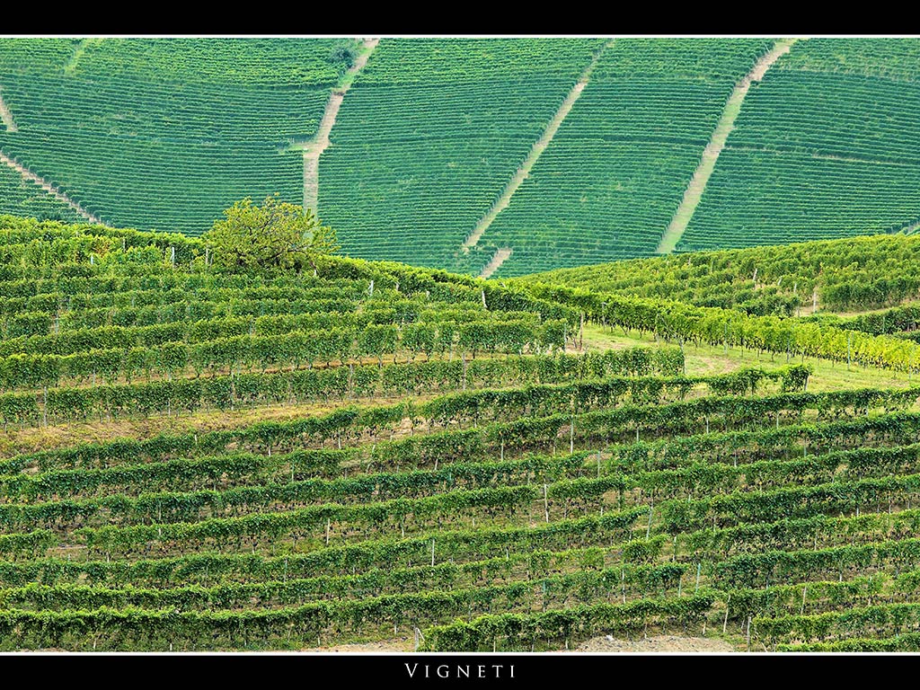 Vigneti # 4