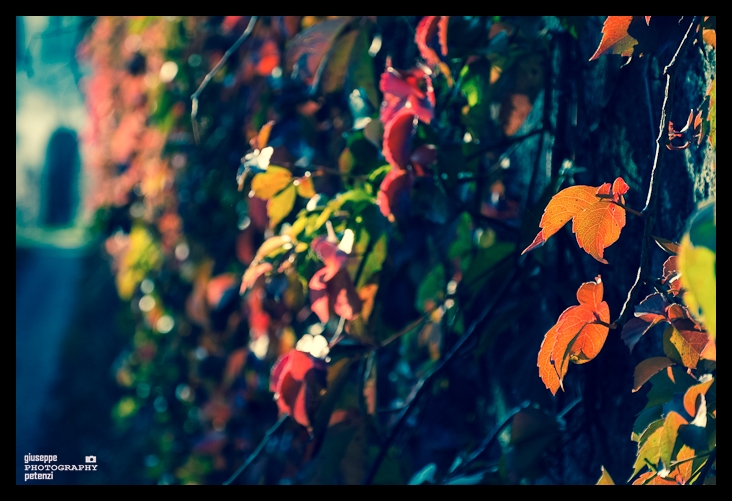 Ultimo scatto di autunno