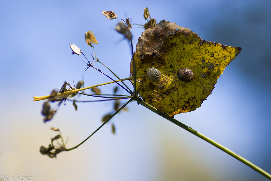 Una poltrona per due