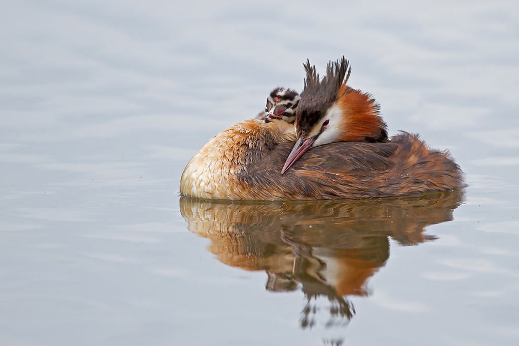 Svasso maggiore con pulcino