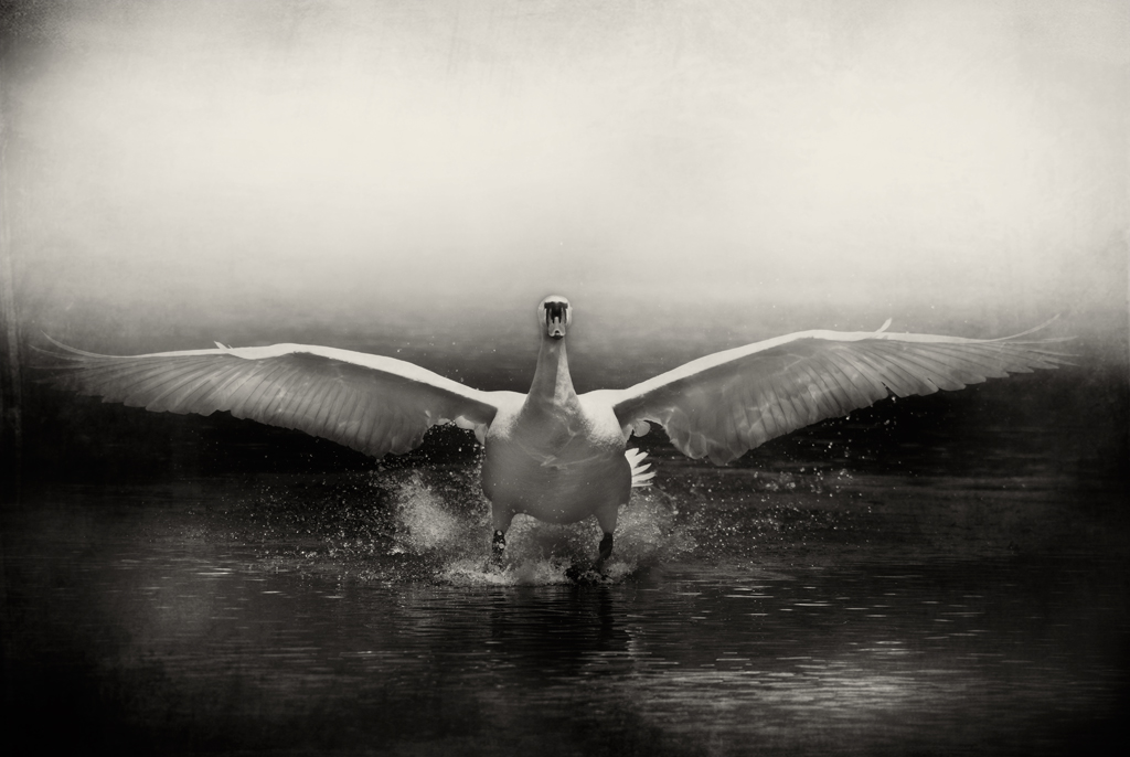 simbolo di eleganza e maestosit�: il cigno reale