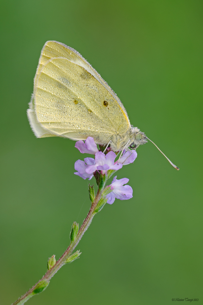 Ultima farfalla della stagione?