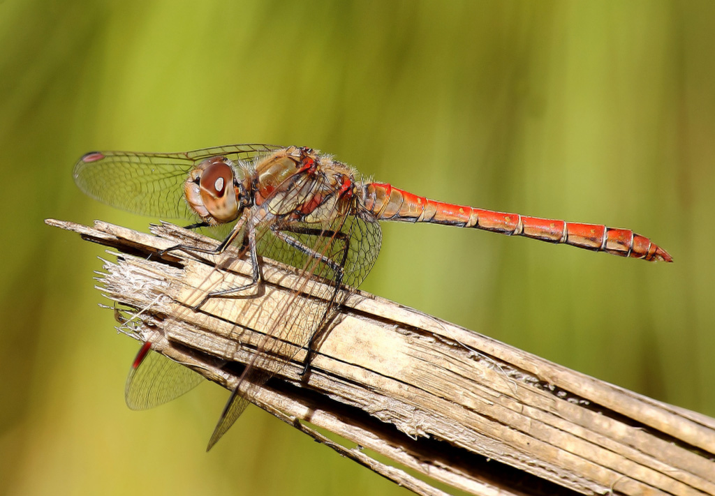 Sympetrum Striolatum