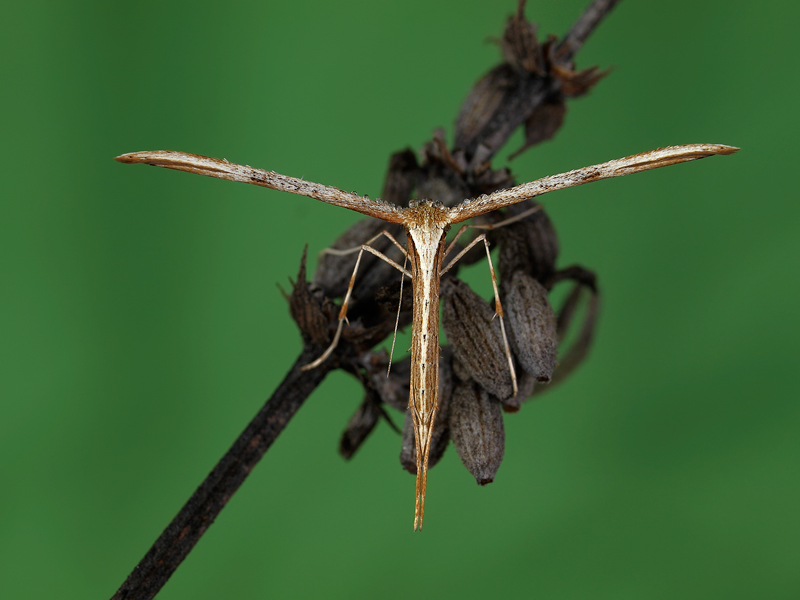 Emmelina monodactyla