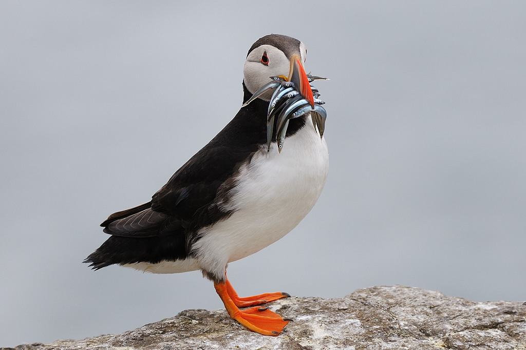 Puffin