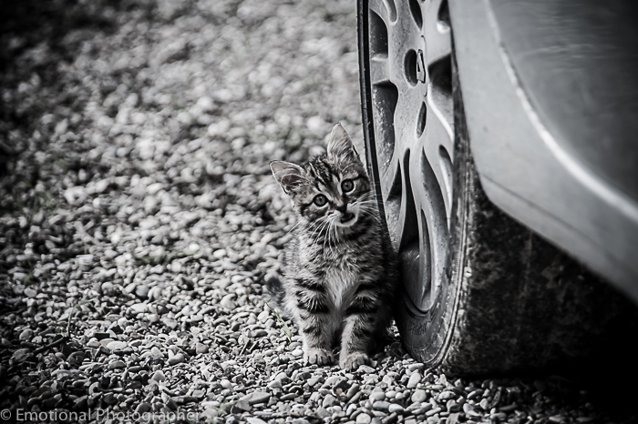 Gastone detto Quadrupedino