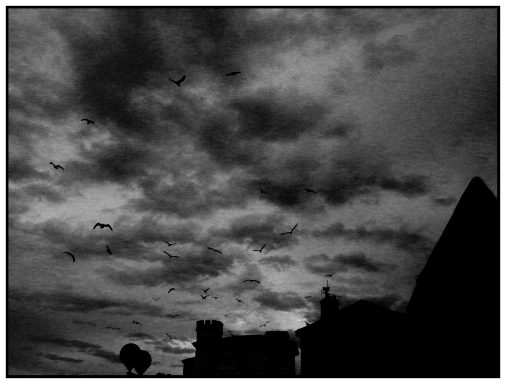 uccelli e nuvole b/w
