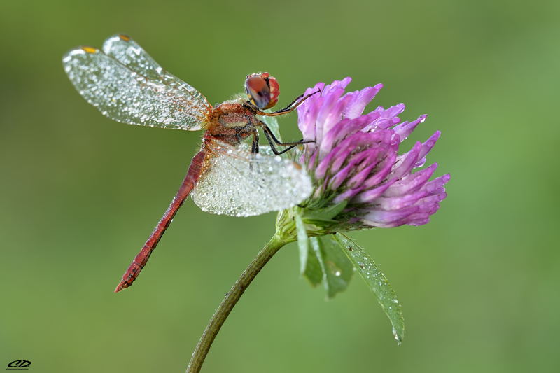SYMPETRUM FONSCOLUMBII