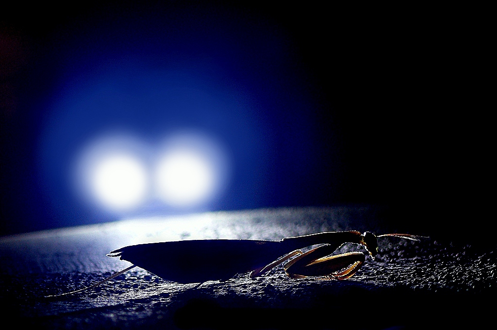 *** Due fari nella notte ***