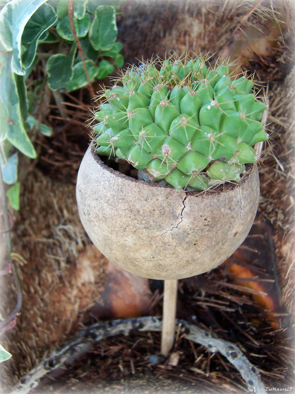 ..La Forza Della Natura..
