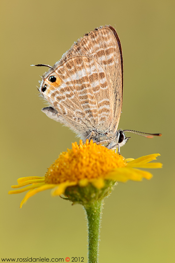 Lampides boeticus (Linnaeus, 1767)