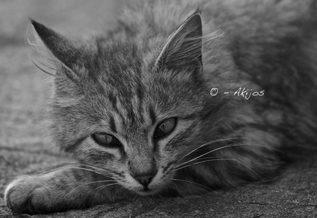 Anche i gatti riflettono...