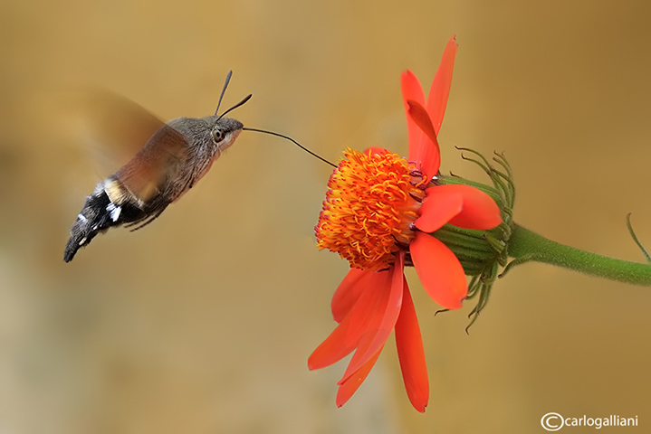 Macroglossum stellatarum (naturalmente in volo)