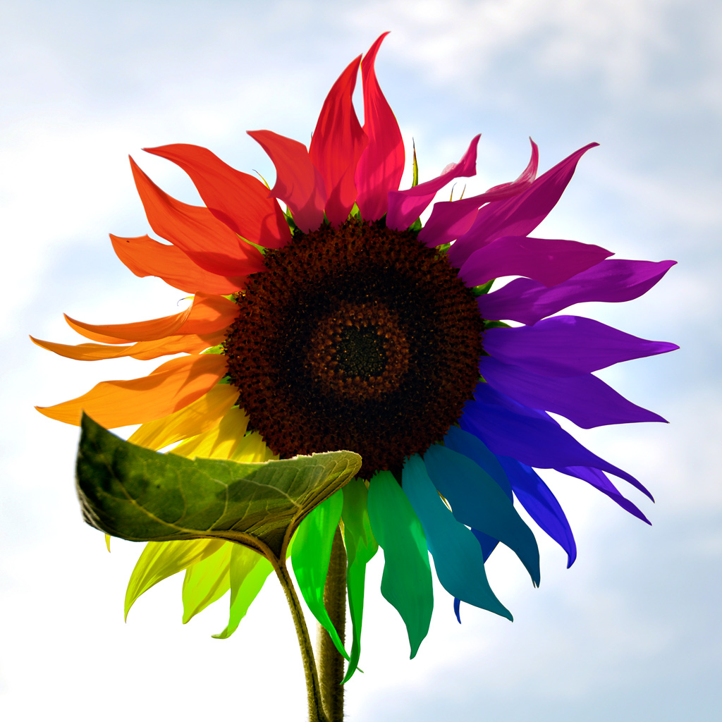 Girasole arcobaleno