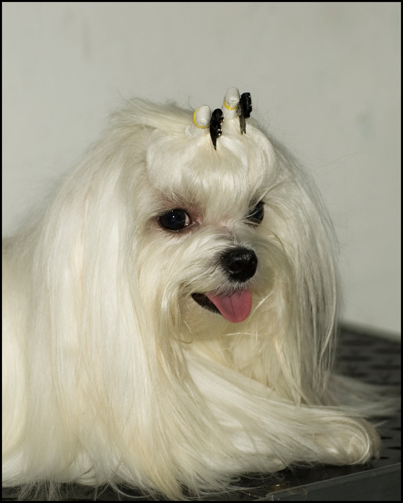 che fatica le mostre .....