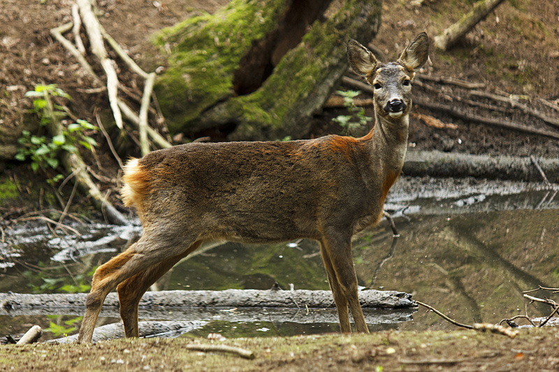 Oasi di Sant'Alessio