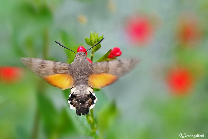 Macroglossum stellatarum - lato B