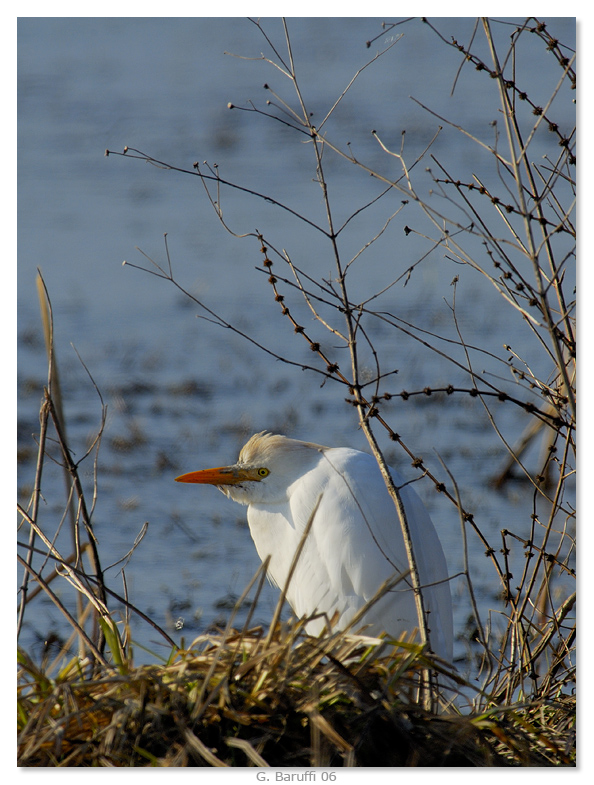 Guardabuoi timidissimo...