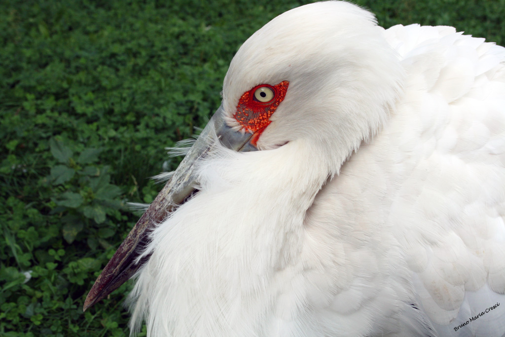 La delicatezza della natura