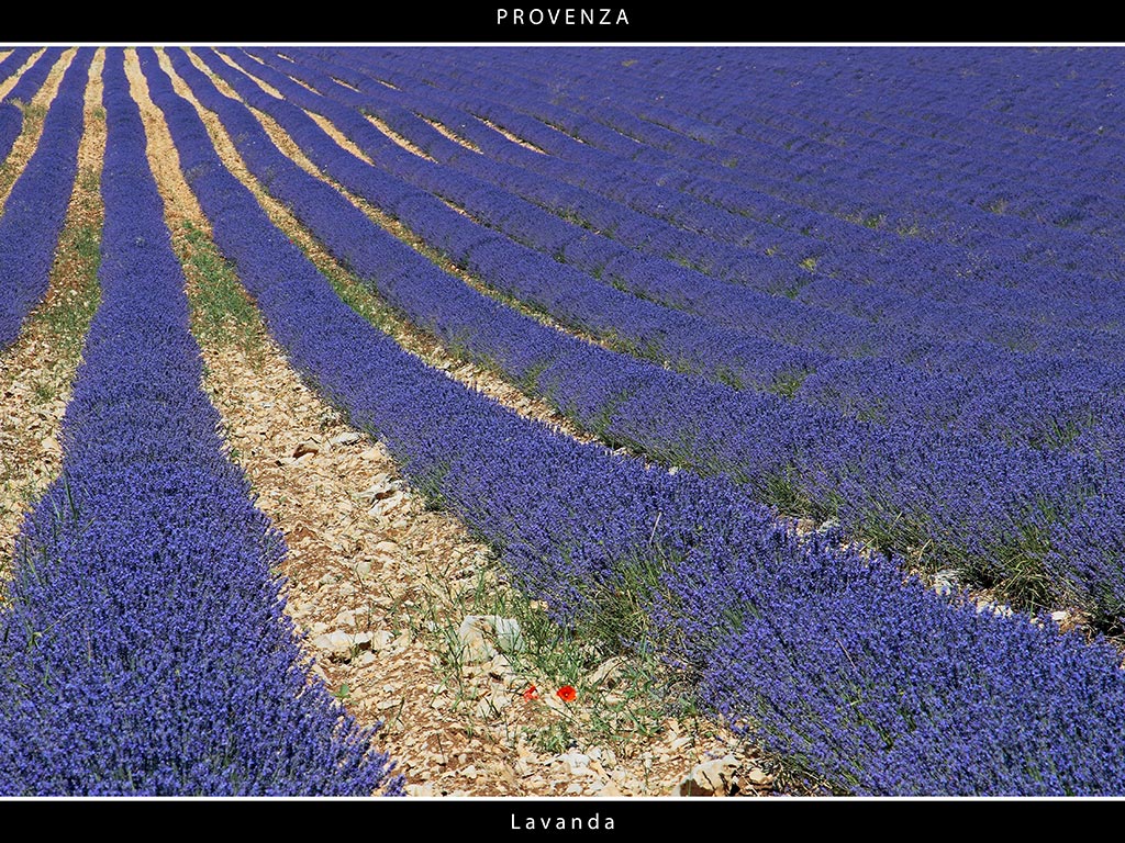 Provenza # 11 - Lavanda
