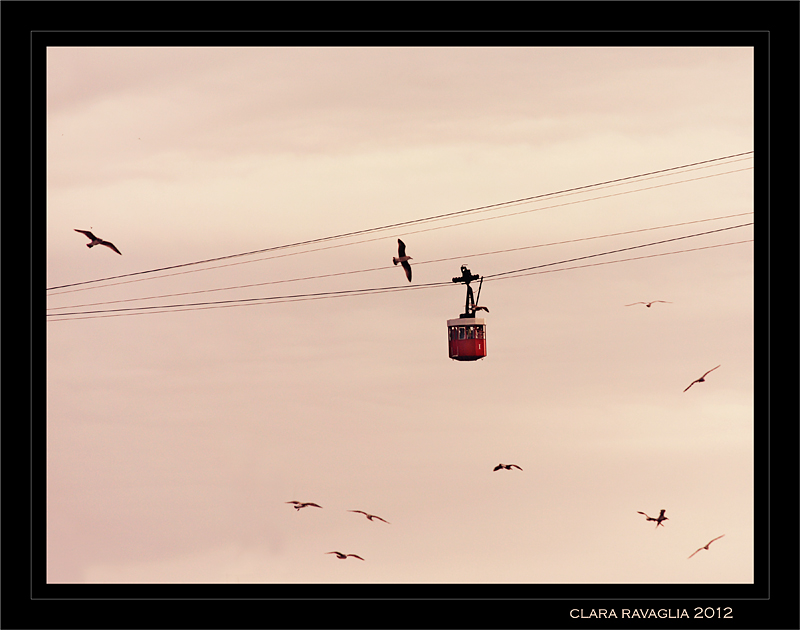 La scorta.. dei gabbiani