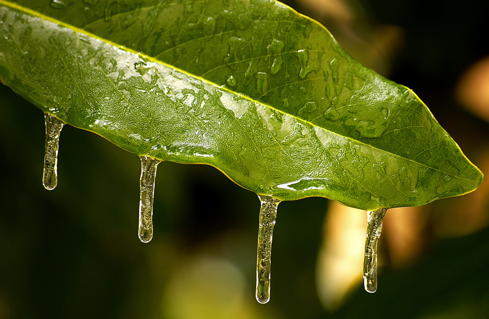 Lacrime di magnolia.