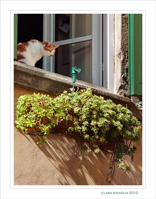 Il micio...e la farfalla