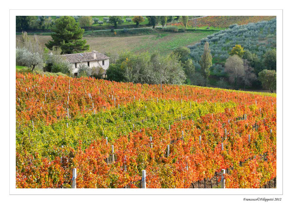 Montefalco (Casale e vigna)