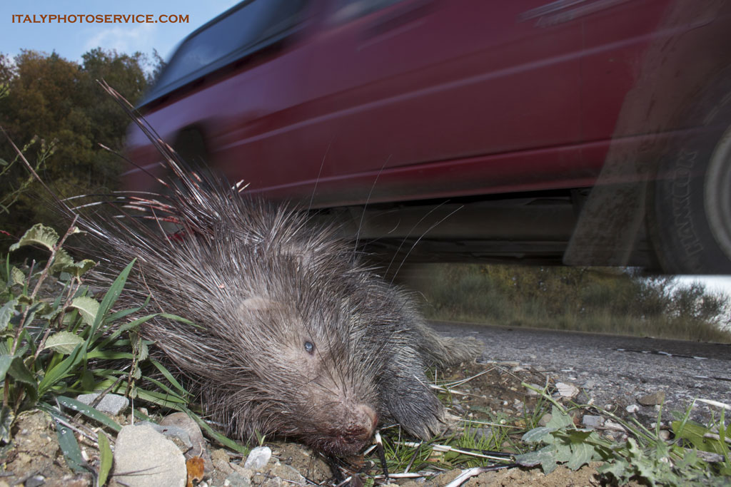 Peccato che si corre troppo per le strade....