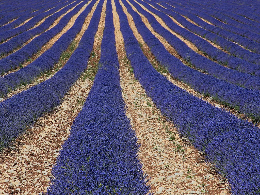 Provenza # 13 - Lavanda