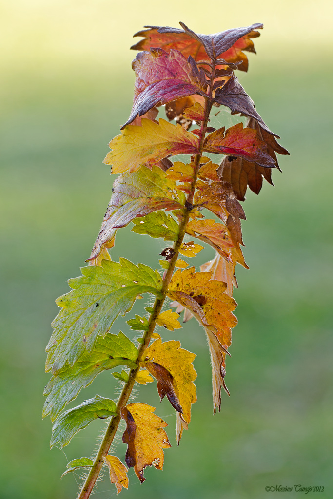 I colori dell'autunno