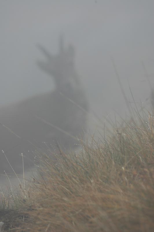 stambecco (femmina) in autunno