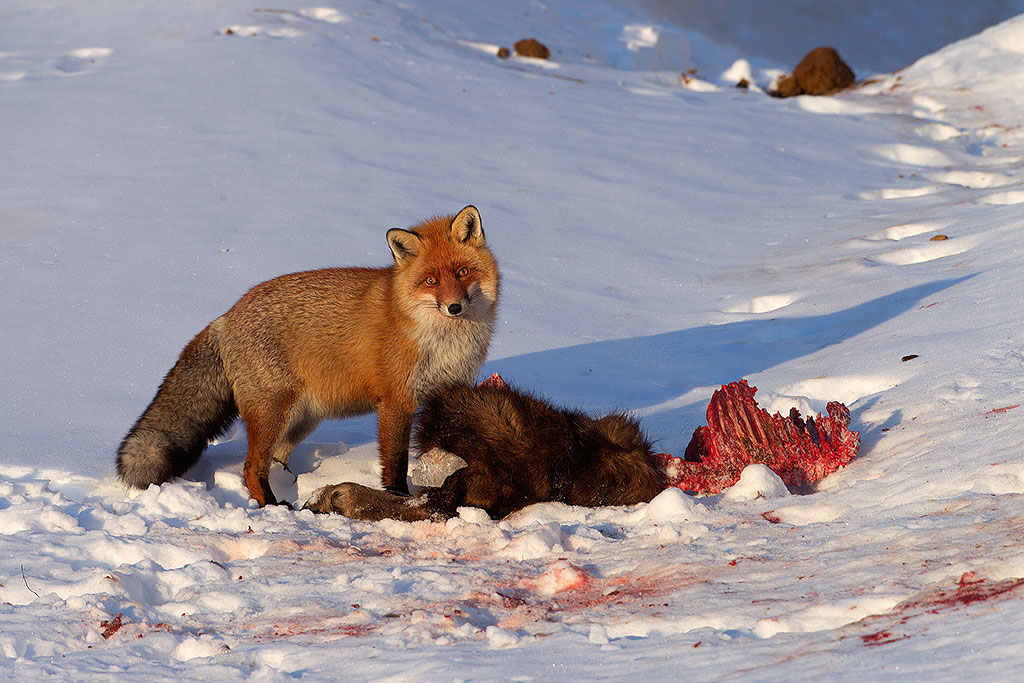 Il pasto della volpe