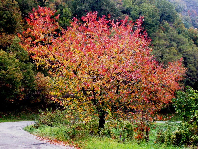 col sangue alla testa