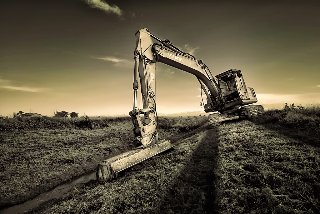 cingolatus aerbivora