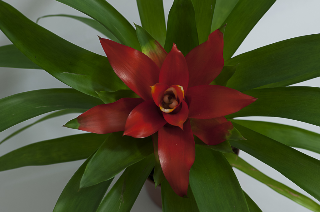 Pianta con Fiore rosso